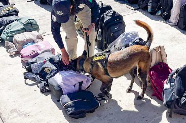 En esta jornada en favor de más de mil estudiantes del CBTIS, se llevó a cabo una demostración de los binomios caninos especializados