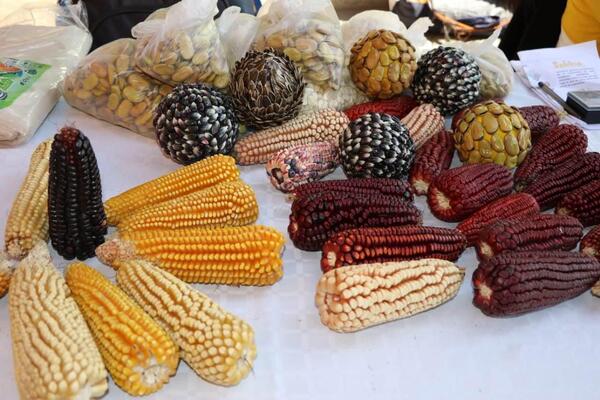 En el marco del Día Nacional del Maíz, hoy 29 de septiembre, Tlaxcala se reafirma como uno de los principales guardianes del grano