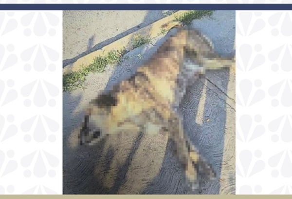 Inicia la Fiscalía Carpeta de Investigación por maltrato animal