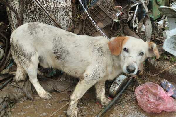 Dieron a conocer los centros de acopio para apoyar a los animales afectados por las lluvias en Huauchinango y el resto de la Sierra Norte