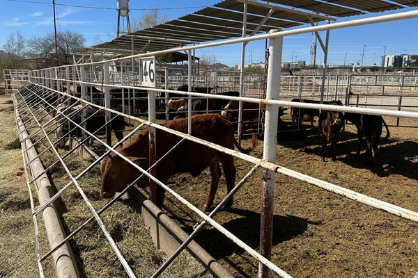 Escala riesgo para la ganadería por nuevos hallazgos de gusano barrenador
