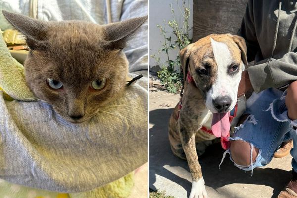 Con el objetivo de promover el cuidado de mascotas, del 29 de septiembre al 3 de octubre se realizaron Jornadas de Protección Animal