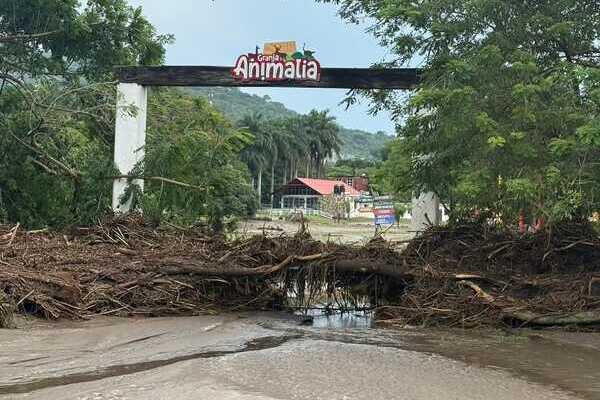 El presidente municipal de Xicotepec de Juárez informó la captura del tigre de bengala que escapó del zoológico Parque Animalia