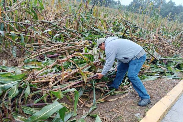 Las lluvias que afectaron 38 municipios dejaron afectaciones en más de 3 mil 700 hectáreas de cultivos, informó Secretaría de Agricultura
