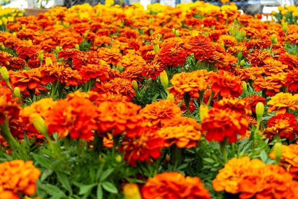 Inicia de la temporada de flor de cempasúchil en Atlixco productores esperan vender 25 mil macetas