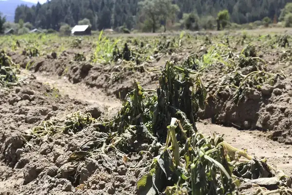 Hay 5 brigadas trabajando en las tres regiones donde pegaron las lluvias para establecer la ayuda y resarcir las afectaciones a las cosechas