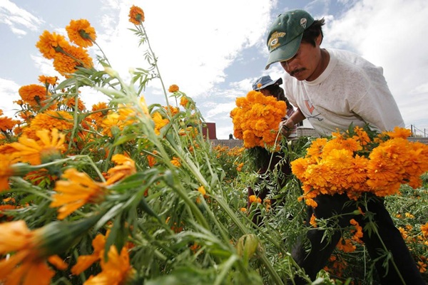 Puebla líder en producción de cempasúchil y terciopelo; concentra el 72% nacional