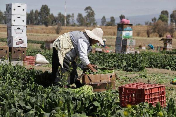 Puebla y Tlaxcala registraron un retroceso de su actividad económica por la pérdida de dinamismo en la actividades del campo y la industria