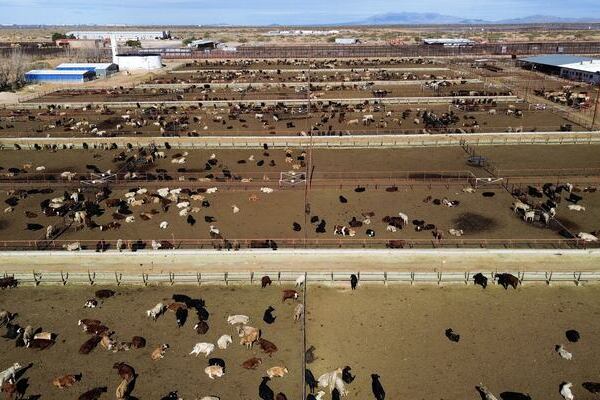 La escasez de carne de res e inflación en la Unión Americana podrían ser la llave de reapertura de la frontera al ganado de México