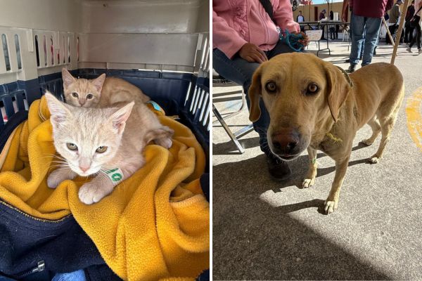 Durante las jornadas de bienestar animal, las mascotas de estas colonias recibieron consultas veterinarias, vacunación y esterilizaciones