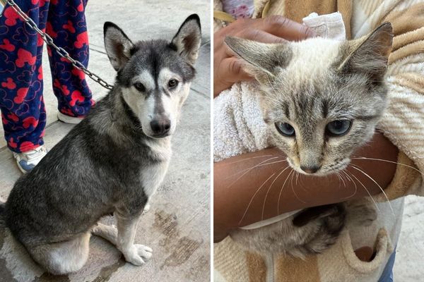 Llevaron a cabo Jornadas de Protección Animal en colonias de Puebla; José López Portillo, Los Encinos, Miguel Hidalgo y Nueva Resurrección