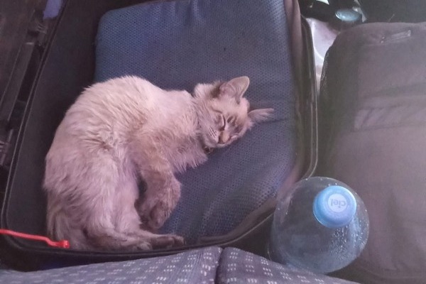 El operador de esta ruta, quién es su dueño, pidió a través de redes sociales el apoyo de los pasajeros para recuperar al gatito Zafiro