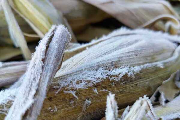La madrugada de este martes cayó una fuerte helada en Libres que provocó la formación de una fina capa de hielo en recipientes con agua
