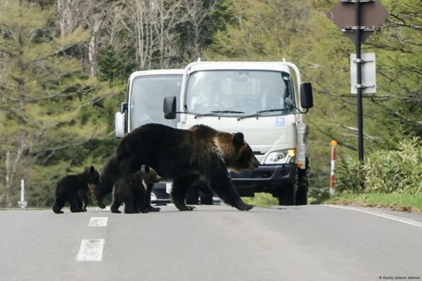 Japón despliega tropas en Akita para enfrentar ola de ataques de osos en zonas residenciales