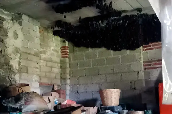 La Profepa reconoció públicamente su compromiso durante el evento “Murciélagos: Guardianes de la Noche”, celebrado el 30 de octubre