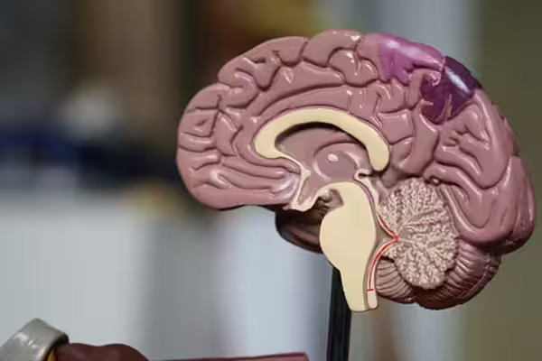 El cerebro crece y se adapta con la edad, revela estudio; desmienten mito de envejecimiento cognitivo