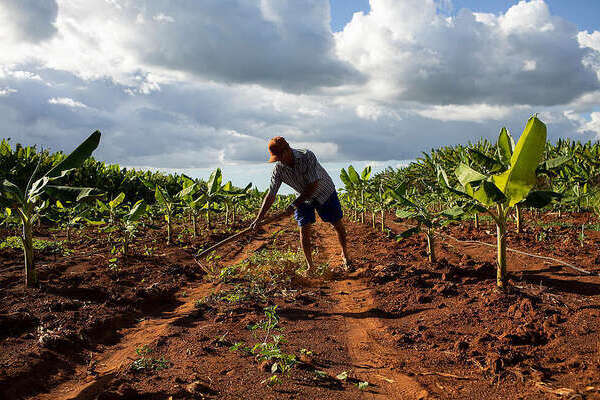 El estudio de la FAO evalúa sobre cómo los desastres afectan la producción de alimentos, los ingresos agrícolas y la nutrición.