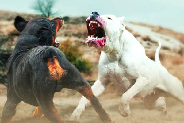 Las peleas de perros son atractivas para un público específico que gusta de la crueldad, la sangre y de causar daño a las mascotas
