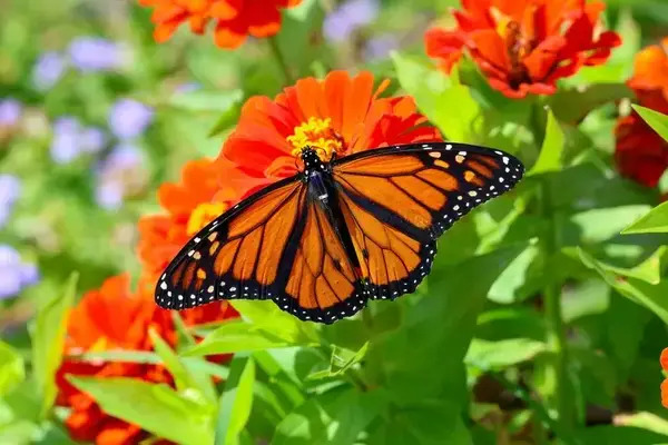 El objetivo de este revolucionario estudio es comprender las rutas que siguen las mariposas monarca hacia sus zonas de hibernación