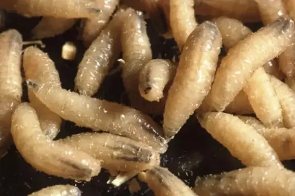 Al corte del 28 de noviembre, los casos acumulados de miasis en humanos por gusano barrenador ascendieron a 92, reportó SINAVE