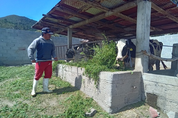 Altosano Granjas Carroll impulsa rotación de cultivos y producción forrajera