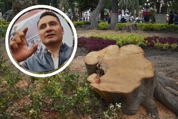 Se han interpuesto tres denuncias ante la Fiscalía de Puebla contra personas que realizan derrumbe de árboles sin permisos correspondientes