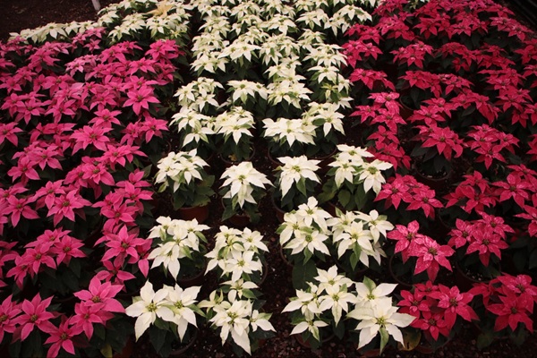 Puebla comercializará 3.1 millones de plantas de Flor de Nochebuena; generará una derrama de 110 mdp