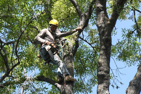 Servicios Públicos del Ayuntamiento de Puebla acumula 5 mi peticiones de poda; serán atendidas en 2026 Clemente Gómez