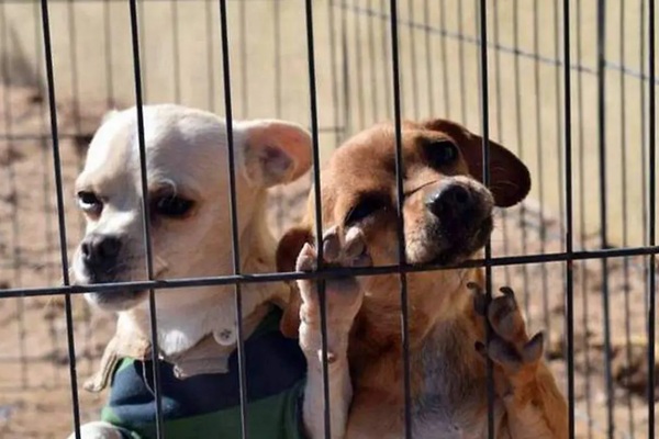 Sociedad civil y autoridades de Ocoyucan acuerdan crear refugio de perros en Lomas de Angelópolis