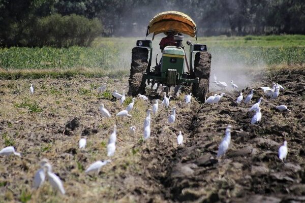 La mecanización de 53 mil hectáreas en Puebla ha elevado en 20% la productividad del campo en un lapso de seis meses, destacó la SDR