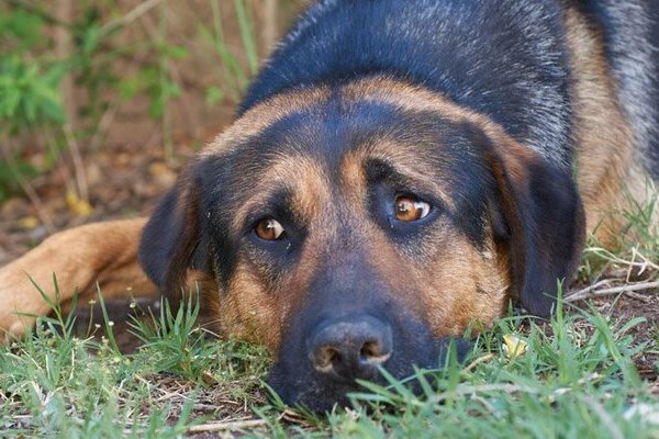 Medio Ambiente del Ayuntamiento de Puebla acumula 320 denuncias por maltrato animal; solo 80 llegaron a FGE