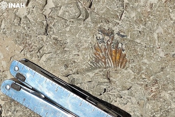 Dentro de la Reserva de la Biosfera Tehuacán-Cuicatlán encontraron huellas de dinosaurios con antigüedad de alrededor de 120 millones de años