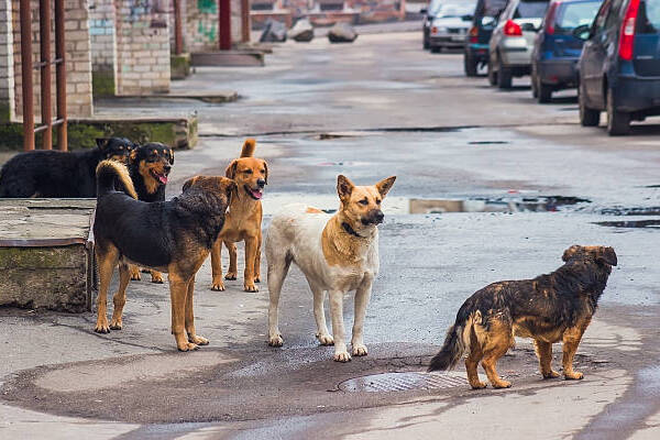 Ello permitirá el diseño de acciones de ubicación, captación, resguardo y, en su caso, adopción de perros y animales en situación de calle