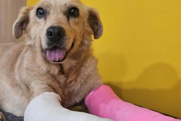 Integrantes del colectivo mencionaron que exigirán una sentencia condenatoria de ocho años de prisión contra el agresor de Huesitos