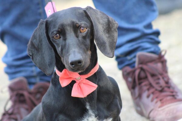 Estas son las recomendaciones para cuidar a tus mascotas en temporada de frío