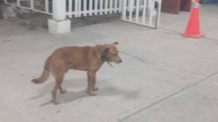Desaparecen canes resguardados en el CBTIS 229 de Tehuacán; denuncian posible delito y violación a la ley