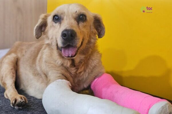 Inicia juicio por el caso “Huesitos”; buscan sentencia ejemplar por crueldad animal en Puebla