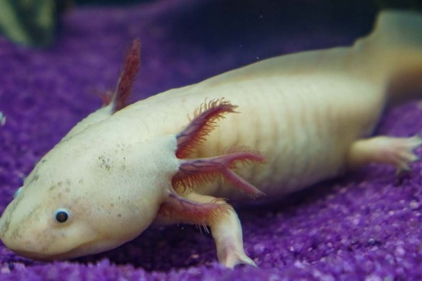 DÓNDE IR | Celebra el Día Nacional del Ajolote en santuario de Santa María Xonacatepec