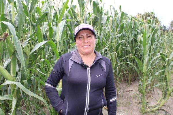 Los créditos podrán destinarse a la adquisición de fertilizantes, semillas e insumos básicos; a la preparación y manejo de tierras.
