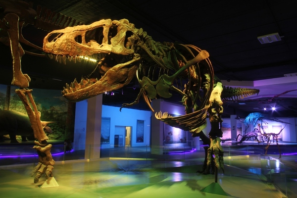 Museo de la Evolución de Puebla cumple una década; el recinto conserva más de 600 piezas