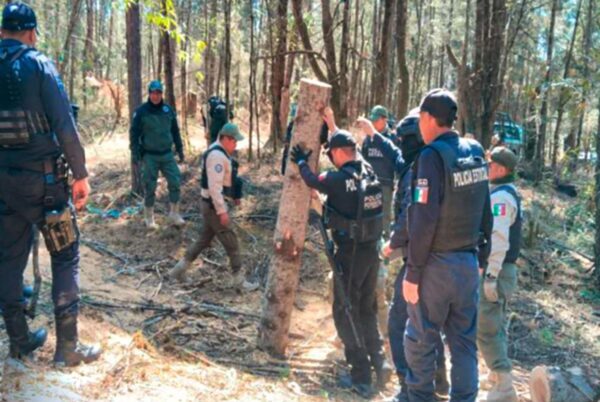 Con operativo interestatal Puebla-Tlaxcala fueron asegurados más de 90 troncos de madera