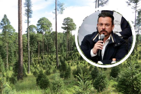 José Luis García Parra detalló que sembrarán 1,100 árboles por cada una de las estaciones del Cablebús que se construyan