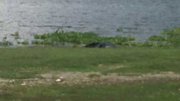 Aparece cadáver flotando en el río Atoyac, en la colonia Playas del Sur de Puebla