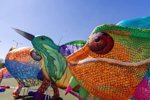 DÓNDE IR | Volarte Cartoons Festival 2026 llegará a San Andrés Cholula del 12 al 15 de febrero