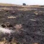 Se tienen a la venta varios artículos como playeras, fanzines y pines, para recaudar fondos y volver a reforestar el "Bosque Palestina Libre"