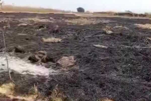 Denuncian quema del “Bosque Palestina Libre” en Cholula; activistas piden ayuda para reforestar