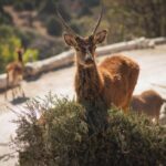 La Campaña Verde Navidad promueve desde hace 21 años el reciclaje de árboles naturales una vez concluida la temporada decembrina.v