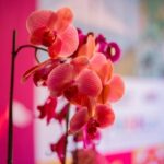 Se estima una asistencia de más de 35 mil personas para el Festival Internacional de la Orquídea y la participación de 70 expositores