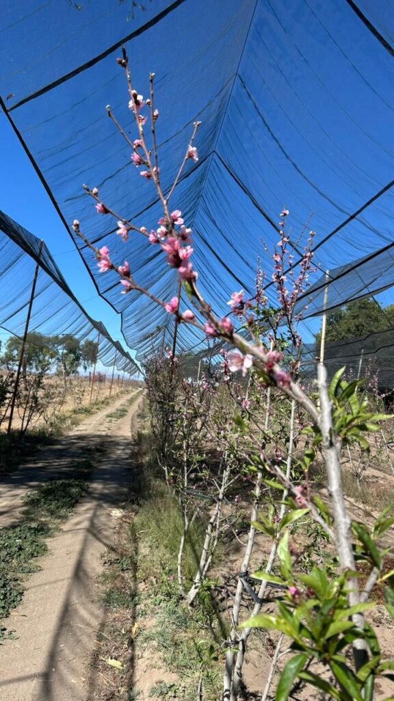 Secretaría de Impulso Agropecuario evalúa posibles daños en huertas de durazno en Atltzayanca, Tlaxcala