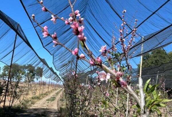 Secretaría de Impulso Agropecuario evalúa posibles daños en huertas de durazno en Atltzayanca, Tlaxcala